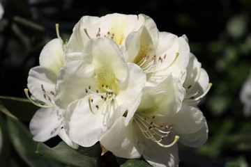 Fleurs blanches de rhododendron au printemps - Ville de Corbas - Département du Rhône - France