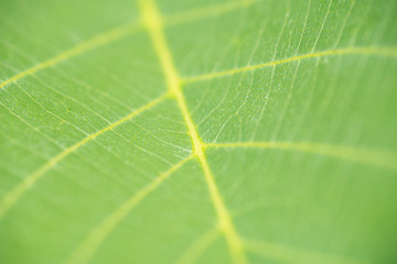 Makro eines frischen grünen Blattes mit sichtbaren hellen Rippen und Adern