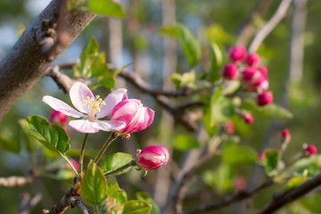 Obraz premium Apple tree red and white blossoms at spring