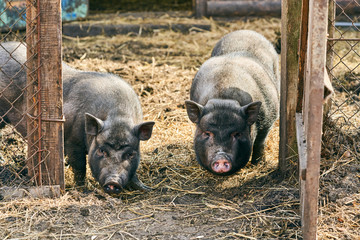 Vietnamese black bast-bellied pig. Herbivore pigs. Livestock farming