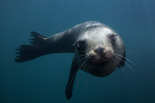 Sea lion in Baja California waters