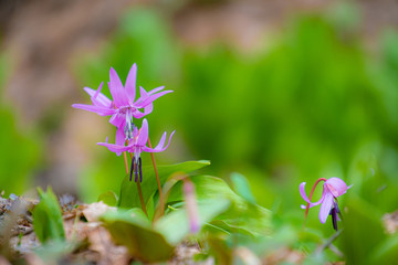 カタクリの森
