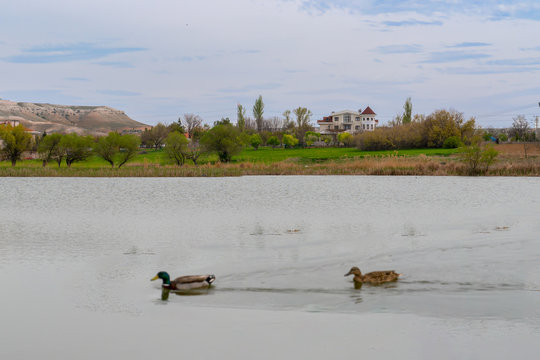 A house by the lake and two ducks floating on the lake and a hill in the background, Kugu Golu, Temelli, Ankara, Turkey