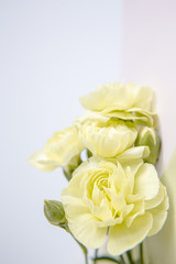 Green yellow carnations flowers on a white lilac background. Place for the text. Mothers Day. Greeting card. Wedding day. Valentine's Day
