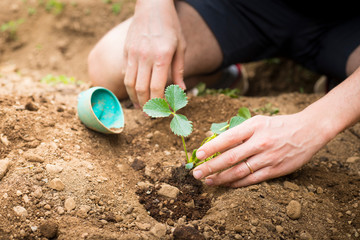 Young man planting a strawberry plant in the ground. Lockdown activity idea during covid-19 pandemic.