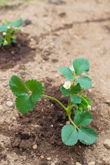 A small strawberry plant in wet ground, vertical shot. Home-growing vegetables and fruit is a nice activity idea during covid-19 lockdown pandemic. Vertical shot.