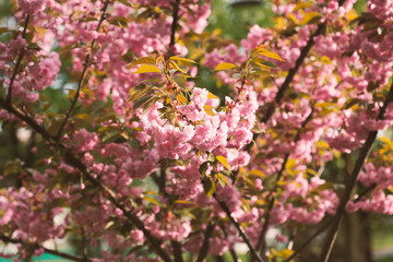 blooming sakura in spring in the park