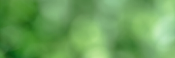 blurred tree leaves of green colours at bright sunlight in park on summer day