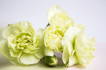 Green yellow carnations flowers on a white lilac background. Place for the text. Mothers Day. Greeting card. Wedding day. Valentine's Day