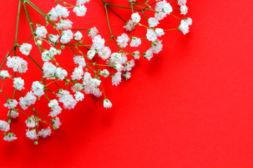 Spring concept. Gypsophila flowers on red background, close-up. Flat lay, top view, copy space.