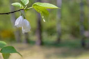 Beatifull silver flowers of Halesia
