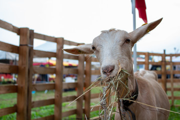 Visiting a country livestock fair  © Roberto