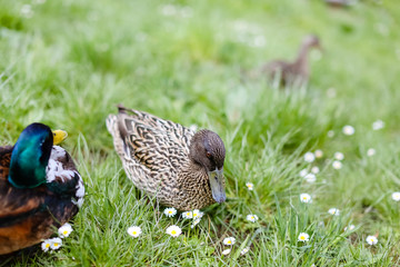 close up a flock of gray ducks sitting on the grass green in chamomile flowers