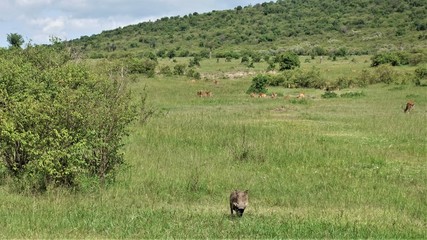 Fototapeta na wymiar Wildlife of Masai Mara National Park, Kenya. Herds of wild antelopes graze on the green grass of the savannah. A warthog is standing and watching closely.