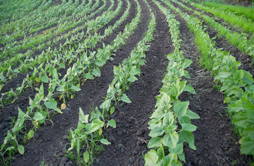 closeup of a field section of a young green sunflower that has ascended a few stalks, stem, leaves.
