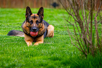 German Shepard Dog waiting to play