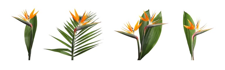 Set met paradijsvogel tropische bloemen op witte achtergrond. Bannerontwerp
