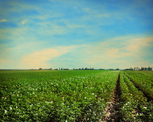 Fototapeta na wymiar Picturesque view of blooming potato field against blue sky with clouds on sunny day. Organic farming