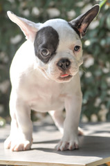 French bulldog or young dog, young french bulldog