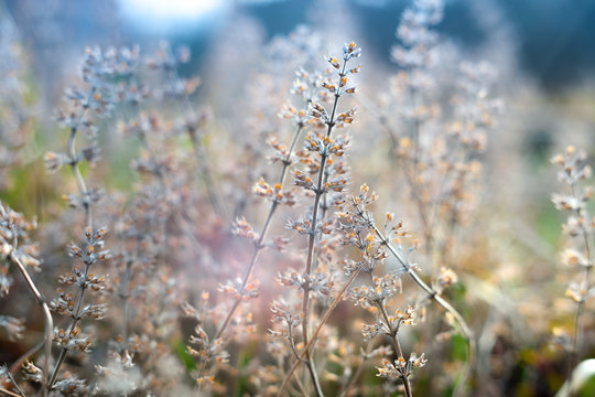Colorful image of last year dried wild flowers and grass made with old  lens with soft focus and artistic bokeh.  