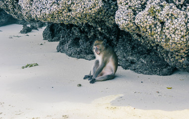 Lonely monkey, Thailand