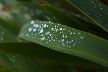 Naklejka premium Water droplets on the plant. Kırklareli / Turkey.