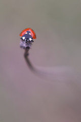 Close up ladybug on the colorful background. Demirköy, Kırklareli / Turkey.