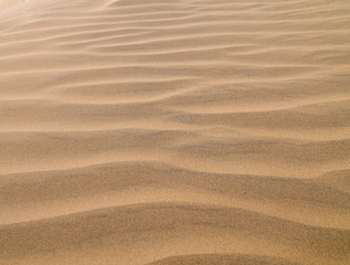 Cammelli nel deserto del Thar in Rajasthan 