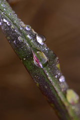 Water droplets on the plant. Kırklareli / Turkey.

