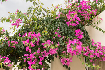 Fototapeta na wymiar Luxurious pink bougainvillea flowers adorn the balcony of the house. Soft Focus.