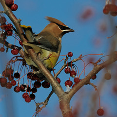 Birds in Winter with Snow & Ice