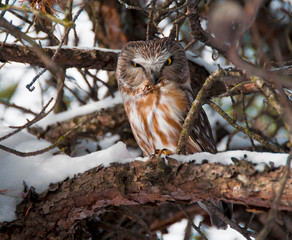 Birds in Winter with Snow & Ice