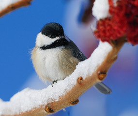 Birds in Winter with Snow & Ice