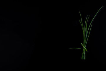 Green onions isolated on a black background, top view