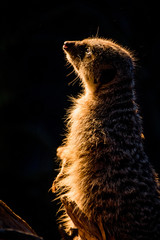 Meerkat looking to the sky