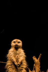 Meerkat