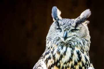 grinning owl