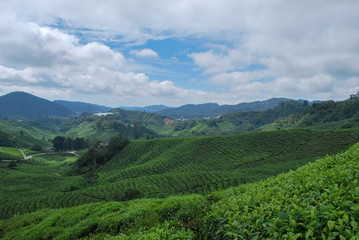 Naklejka na ściany i meble Tea farm in Cameron Highlands, Malaysia