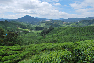 Fototapeta na wymiar Tea farm in Cameron Highlands, Malaysia
