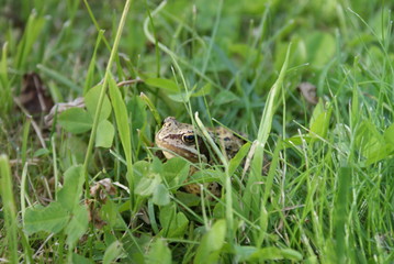 frog on the grass