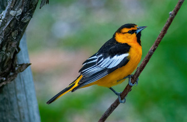 Bullocks Oriole on a green background perched on a small branch in Southeastern Idaho