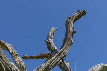 Sunlight on a collection of gnarly branches, checked wood with moss, isolated against a deep blue sky, horizontal aspect