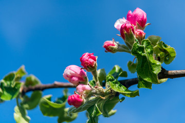 Frühlingsblüte