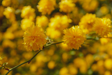 Yellow flowers
