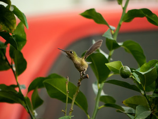 colibri