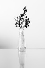 Black and white photo - plant with berries in a vase on a mirror table