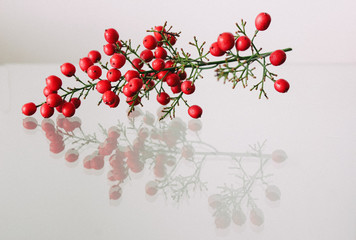 A plant with red berries and its reflection