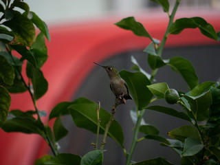 Colibri