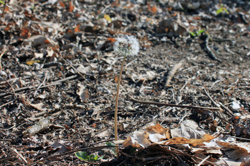 Dandelion seeds in the forest blowing spring