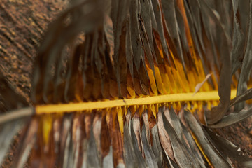 the dried palm leaf